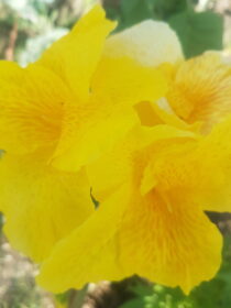 Canna Indica variegado flor amarela