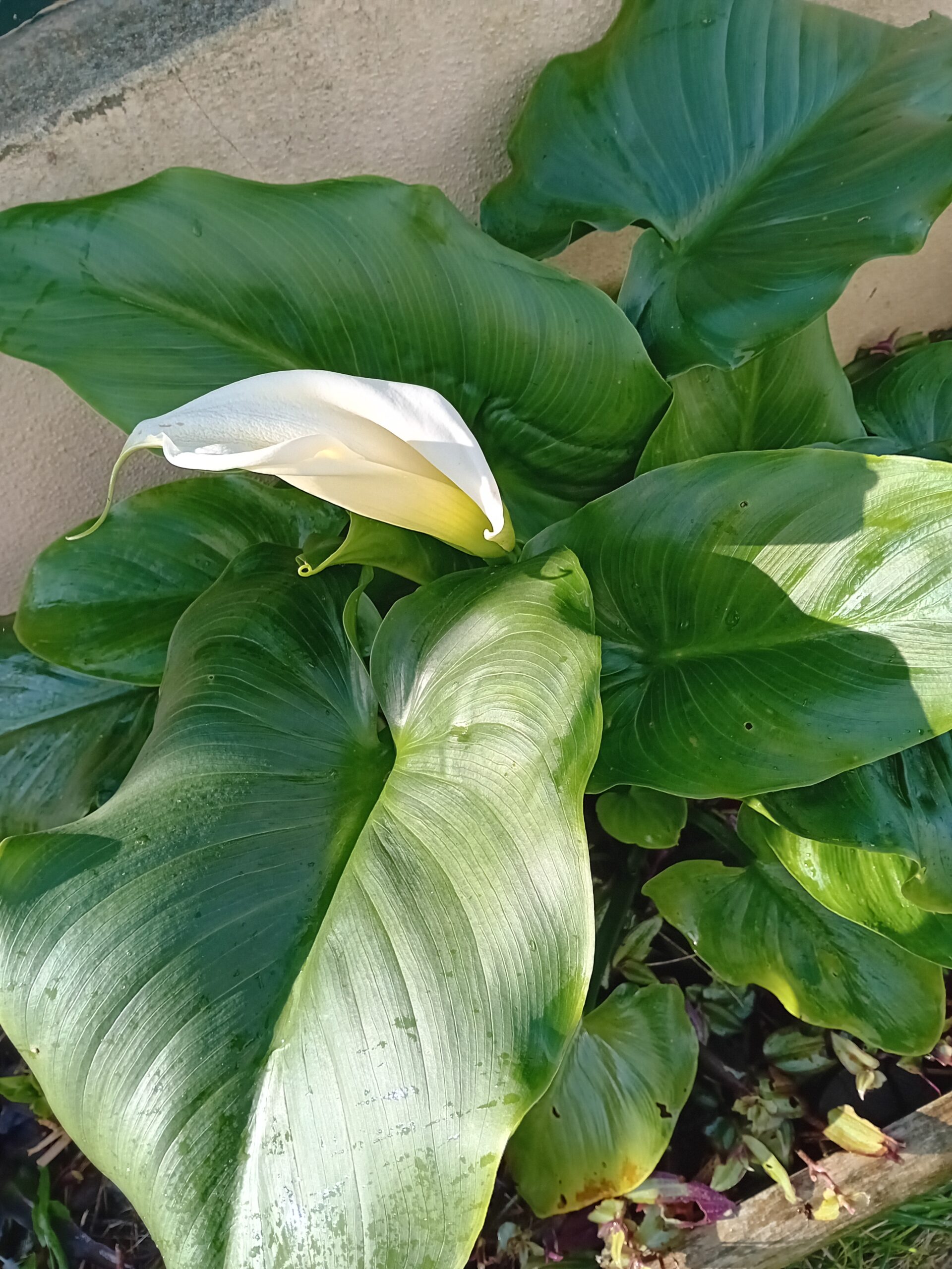 Jarro branco Zantedeshia Jarro branco Zantedeshia