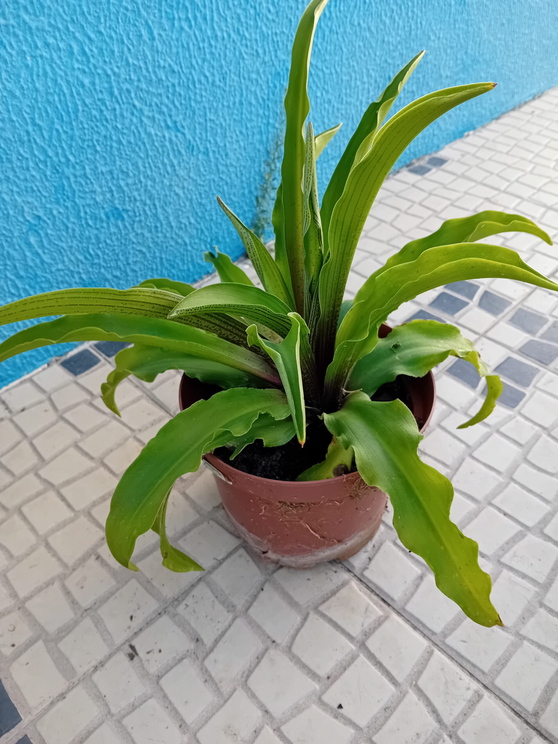 Eucomis flor ananás Eucomis flor ananás