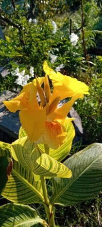 Canna Indica variegado flor amarela