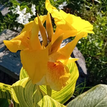 Canna Indica variegado flor amarela