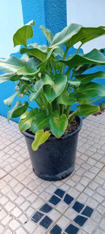 Jarro branco Zantedeshia copo de leite lirio calla