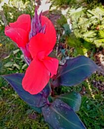 Canna Indica roxo flor vermelha