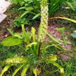 Eucomis flor ananás