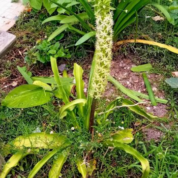 Eucomis flor ananás