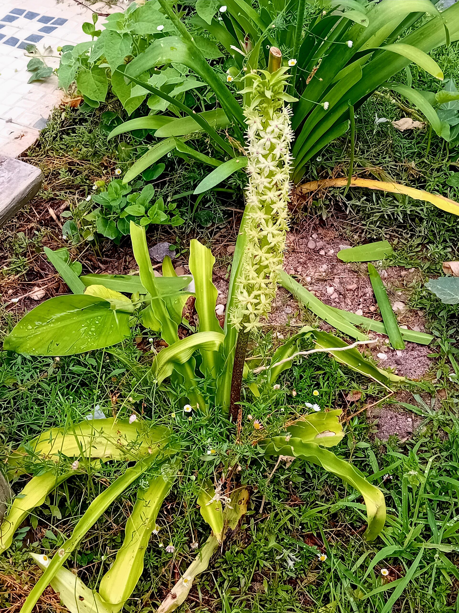Eucomis flor ananás Eucomis flor ananás