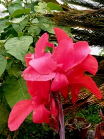 Canna Indica roxo flor vermelha