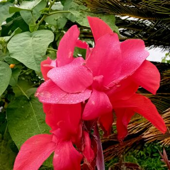 Canna Indica roxo flor vermelha