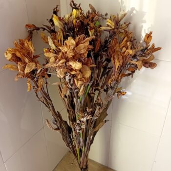 Ramo de flores secas Canna Indica caule longo
