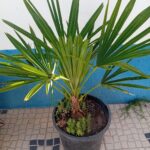 Palmeira Moinho de Vento Trachycarpus Fortunei