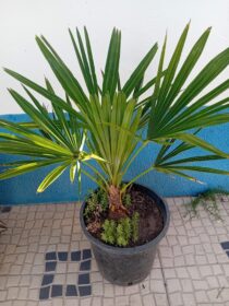 Palmeira Moinho de Vento Trachycarpus Fortunei