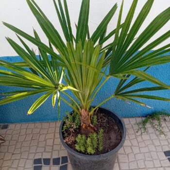 Palmeira Moinho de Vento Trachycarpus Fortunei