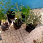 Mix ervas aromaticas perenes