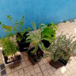 Mix ervas aromaticas perenes