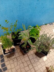 Mix ervas aromaticas perenes