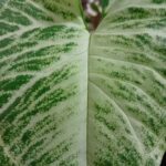 SyngoniumSingónio Syngonium Podophyllum