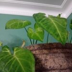 Syngonium