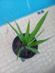Yucca Iuca