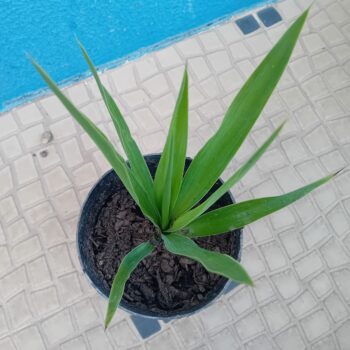 Yucca Iuca