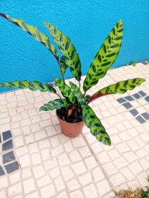 Calathea lancifolia Insigne (Maranta Cascave'l)