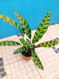 Calathea lancifolia Insigne (Maranta Cascave'l)