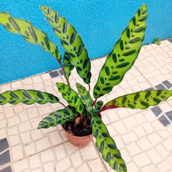 Calathea lancifolia Insigne (Maranta Cascave'l)