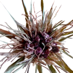 Ramo de flores Zinia