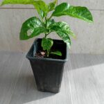 Maracuja' roxo Passiflora Edulis