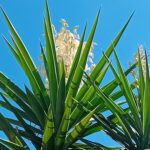 Yucca Elephantipes