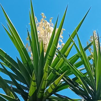 Yucca Elephantipes