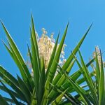 Yucca Elephantipes iuca iucca