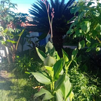 Canna Indica folha verde flor laranja