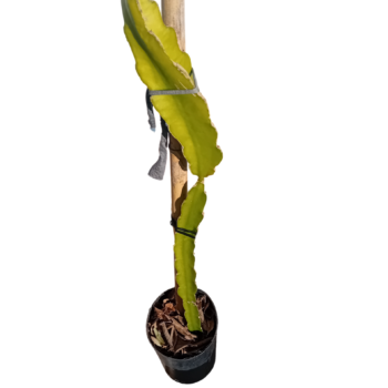 Pitaya Fruta Dragao vermelha