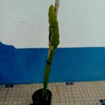 Pitaya Fruta Dragão vermelha