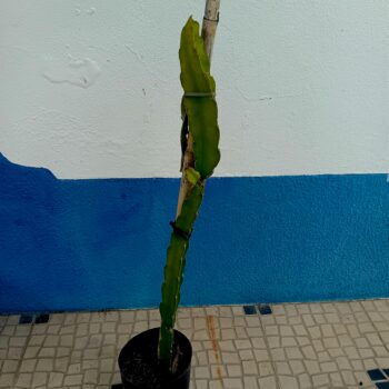 Pitaya Fruta Dragão vermelha