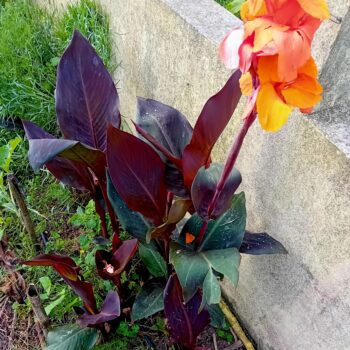 Rizoma de Canna Indica folha roxa, flor cor de laranja