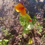 Canna Indica folha variegada, flor laranja em vaso lote de 20 