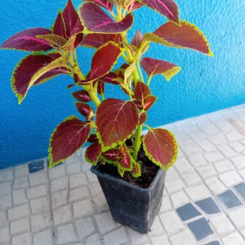 Coleus Solenostemon scutellarioides