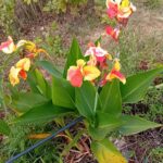 Rizoma de Canna Indica folha verde flor amarela e cor de laranja