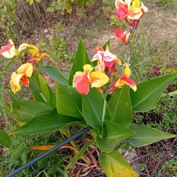 Rizoma de Canna Indica folha verde flor amarela e cor de laranja