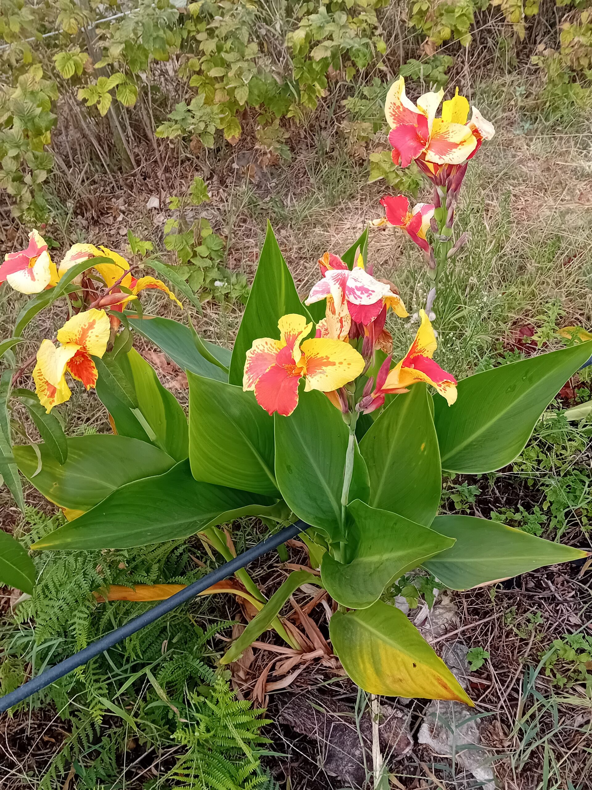 Rizoma de Canna Indica folha verde flor amarela e cor de laranja Rizoma de Canna Indica folha verde flor amarela e cor de laranja