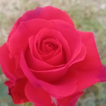 Roseira Grandiflora vermelha