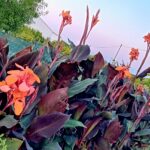 Rizoma de Canna Indica folha roxa, flor cor de laranja