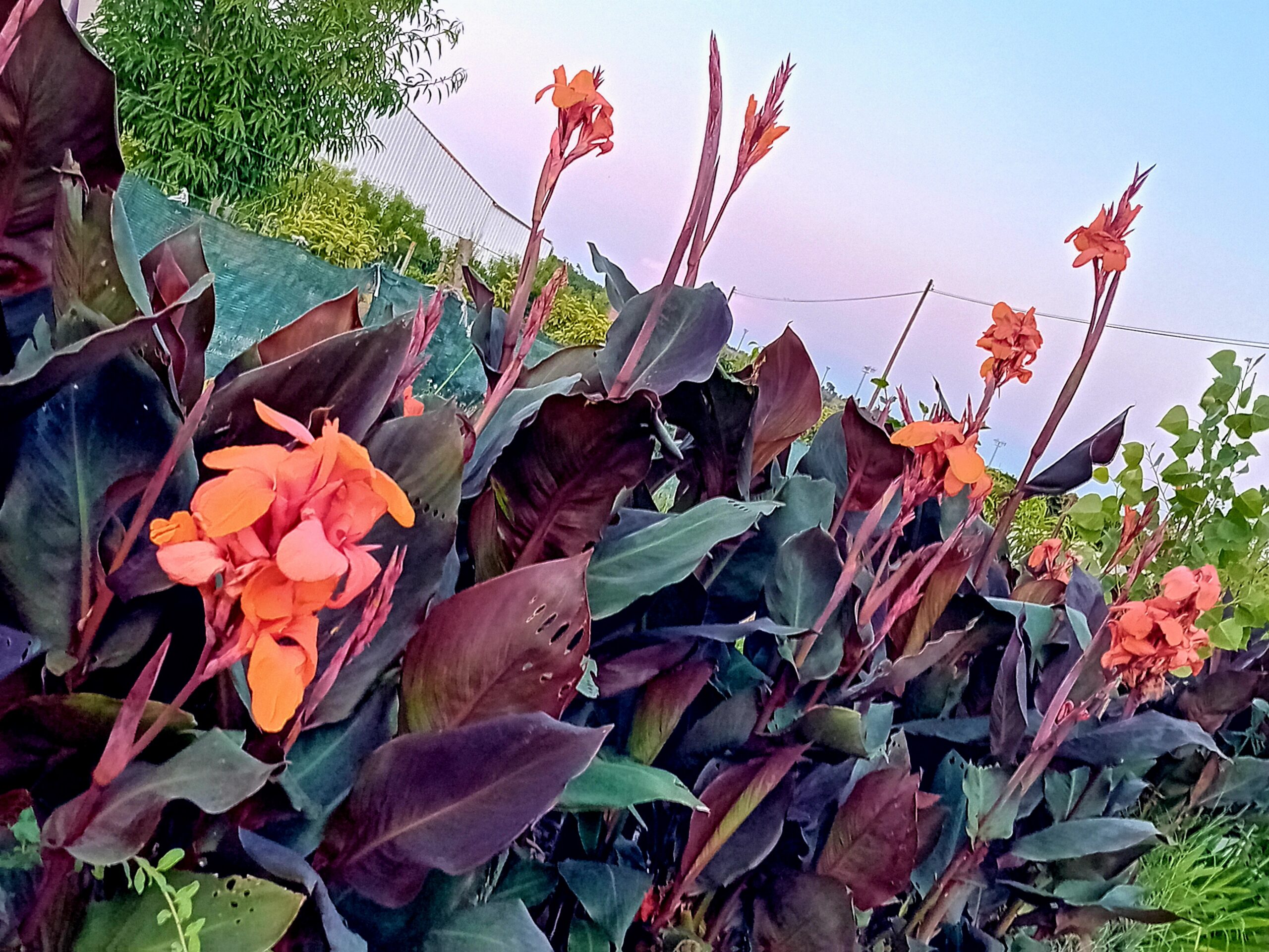 Rizoma de Canna Indica folha roxa, flor cor de laranja Rizoma de Canna Indica folha roxa, flor cor de laranja