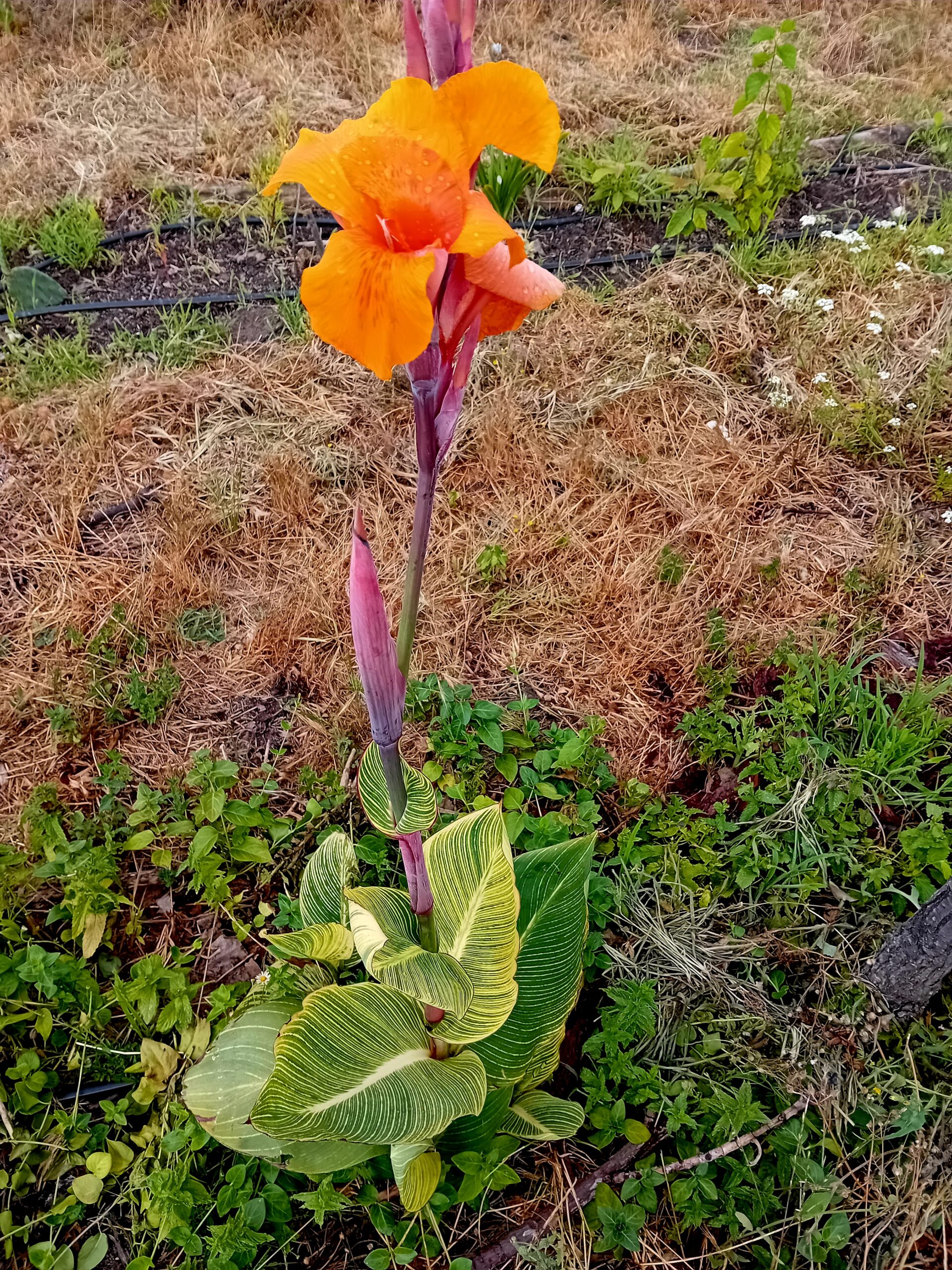 Rizoma de Canna Indica folha variegada flor cor de laranja Rizoma de Canna Indica folha variegada flor cor de laranja