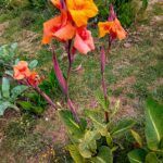 Rizoma de Canna Indica folha variegada flor cor de laranja