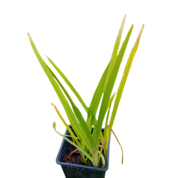 Crocosmia / Montbretia flor cor de laranja