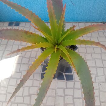Aloe arborescens Aloe de Natal