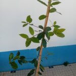 A'rvore Loureiro