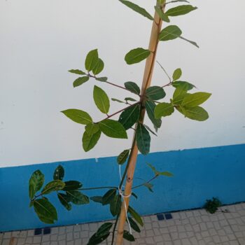 A'rvore Loureiro